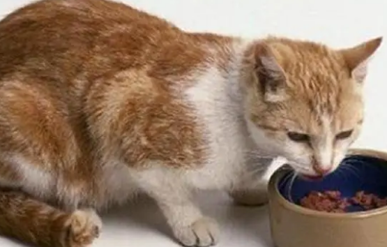 必须知道挑选猫罐头的两个小技巧! 必须知道挑选猫罐头的两个小技巧!