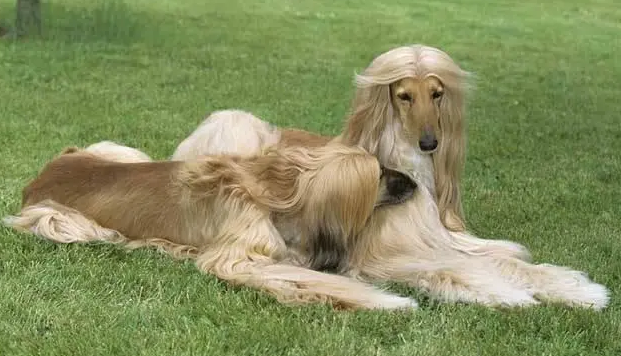 阿富汗猎犬价格