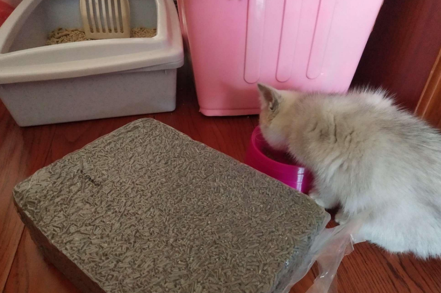 猫砂哪里买便宜