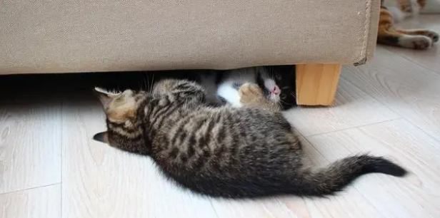 猫舍在哪里找？多年养猫人告诉你，猫舍和后院的猫，区别在哪！