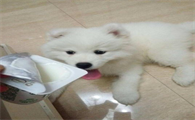 可以给狗狗喝酸奶吗