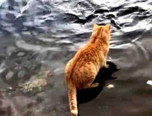 橘猫站在湖边呆望,下一秒举动却令主人笑喷 橘猫站在湖边呆望,下一秒举动却令主人笑喷