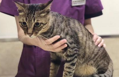 不知道猫瘦怎么办?主人来这瞧瞧 不知道猫瘦怎么办?主人来这瞧瞧
