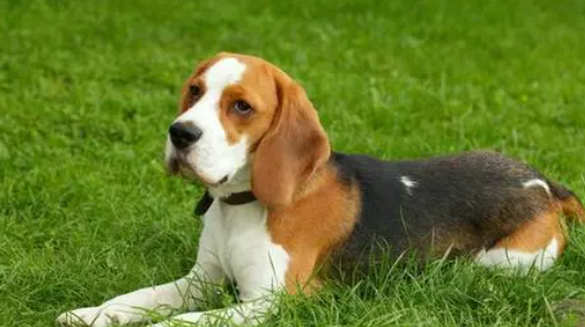 铲屎官科普:短毛犬有哪些品种? 铲屎官科普:短毛犬有哪些品种?