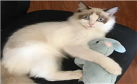 布偶猫可以玩什么玩具