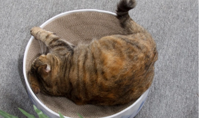 猫崽如何折腾都弄不坏的猫抓板