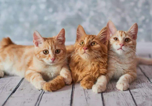 猫咪怎么体内驱虫