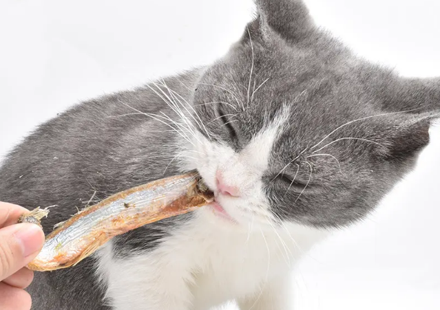 猫零食吃什么比较好 猫零食吃什么比较好