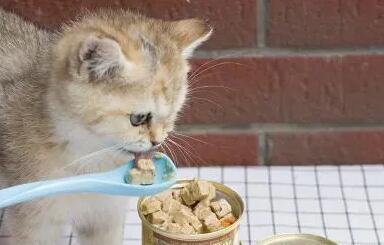 猫罐头里面有盐吗