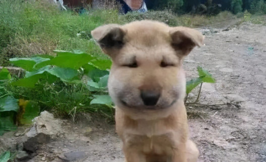 狗狗被蜜蜂蜇了有危险吗？怎么处理得好？
