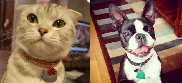 给猫咪狗狗脖子上佩戴项圈,到底是爱还是害? 给猫咪狗狗脖子上佩戴项圈,到底是爱还是害?