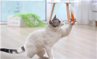宠物猫喜欢玩什么玩具