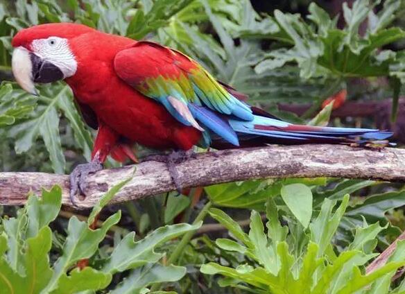 绿翅金刚鹦鹉会说话吗?看完你就知道了