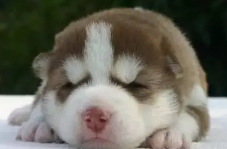 幼犬感冒吃什么药