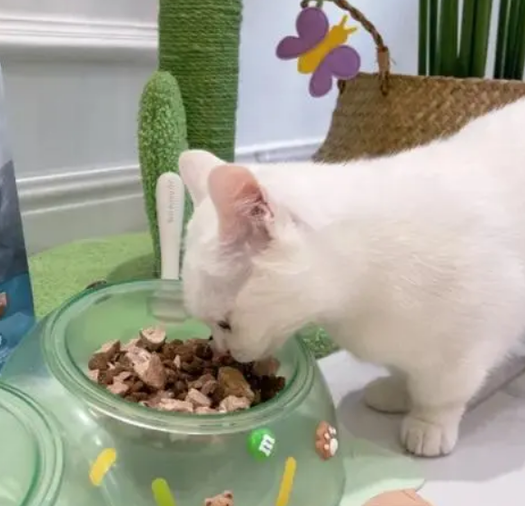 猫咪益生菌怎么吃？注意这几点，以免影响使用效果