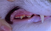 快来了解:猫牙结石可以自己抠掉吗?