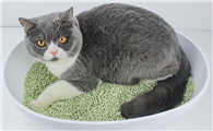 10kg猫砂等于多少升