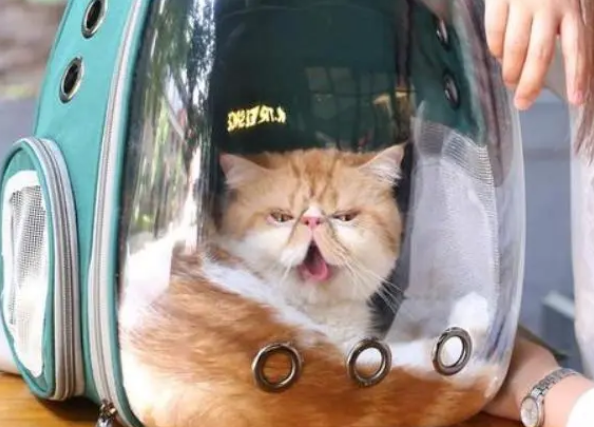 如何从容接手一只猫咪？有人寄养猫咪到你家，需要怎么做？