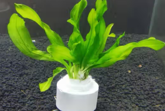 有哪些好养的水草