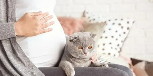 猫可以感知主人怀孕吗?注意观察 猫可以感知主人怀孕吗?注意观察