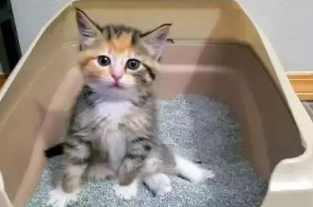 猫砂有啥作用