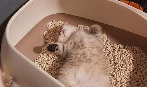 猫砂能换牌子吗