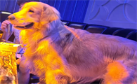 狗狗可不可以去KTV?来了解下吧