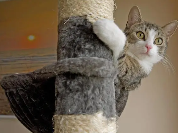 猫抓板多久换一个?别说养猫费钱 猫抓板多久换一个?别说养猫费钱
