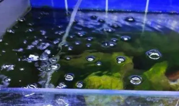 养鱼须知;怎么判断硝化细菌是否建立成功? 养鱼须知;怎么判断硝化细菌是否建立成功?