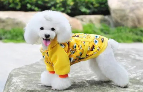 宠物狗有必要穿衣服吗 宠物狗有必要穿衣服吗