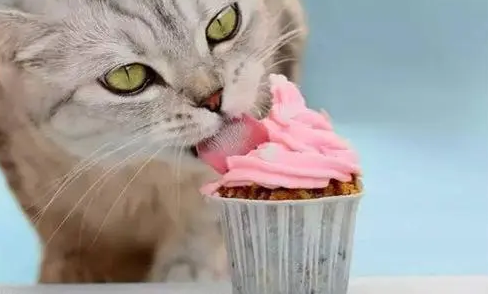 猫咪拉稀吃阿莫西林行不 猫咪拉稀吃阿莫西林行不