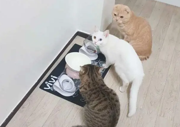 关于猫罐头的这些事情,铲屎官要了解下 关于猫罐头的这些事情,铲屎官要了解下