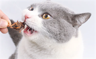 猫一般吃什么零食