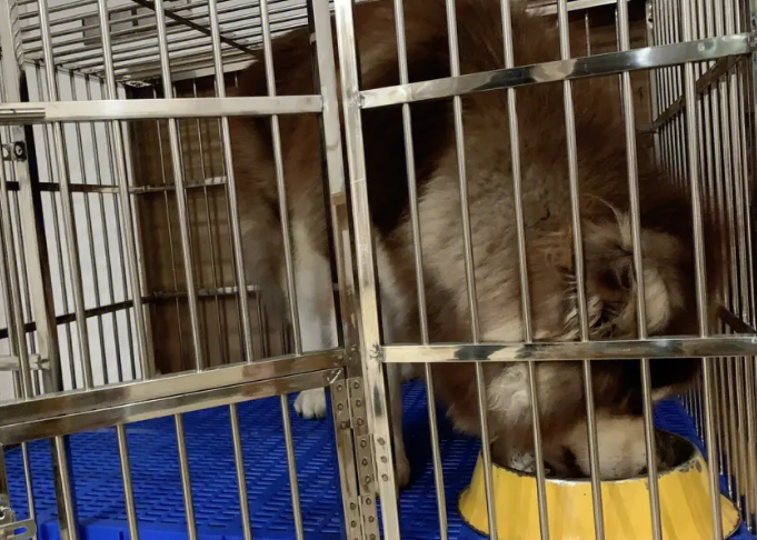 焊狗笼子多少钱 焊狗笼子多少钱