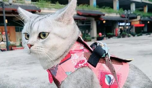 猫需要牵引绳吗