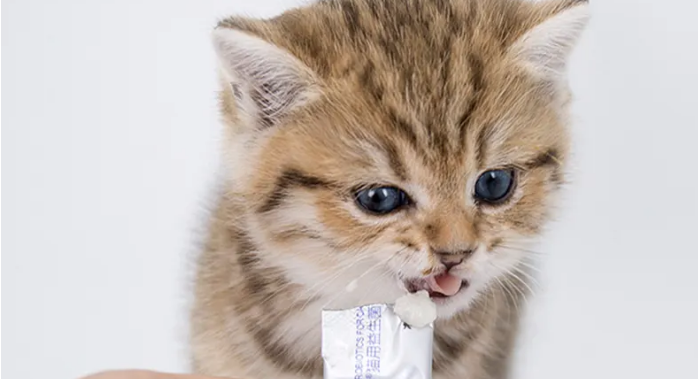 猫咪益生菌怎么喂