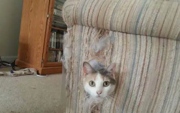 怎样教猫咪去抓猫抓板,而不是你的沙发? 怎样教猫咪去抓猫抓板,而不是你的沙发?