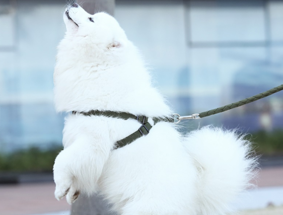 狗狗牵引绳怎么穿