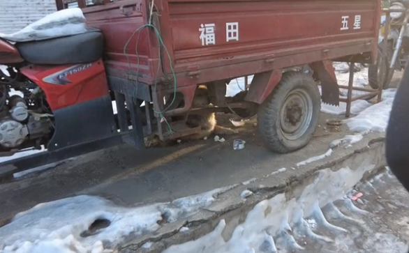 躲在车底不住发抖的流浪狗，获救后依然小心翼翼