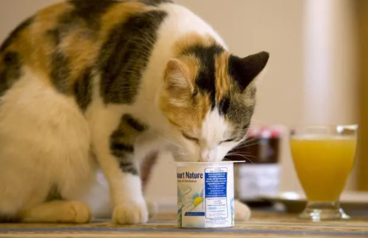 猫狗能喝酸奶吗