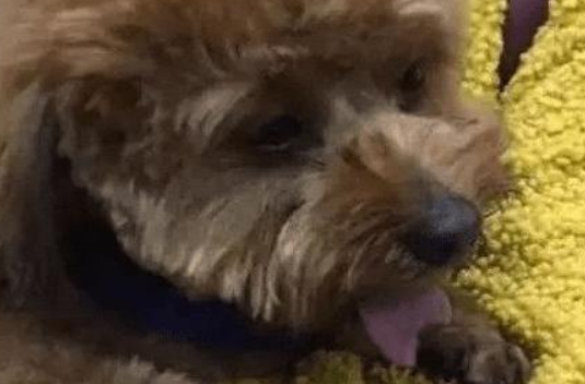主人将泰迪犬寄放在宠物店,接它时发现泰迪舌头不见了 主人将泰迪犬寄放在宠物店,接它时发现泰迪舌头不见了