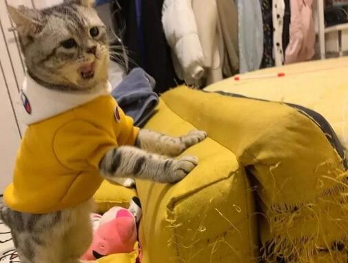 猫为什么要抓沙发？此处有解答