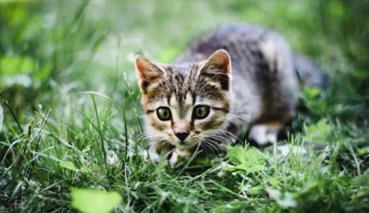 养宠科普：猫的膀胱在哪里怎么摸？