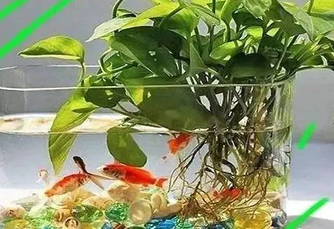 鱼缸里放上几种漂亮“野草”,漂亮又灵气,净化水质强 鱼缸里放上几种漂亮“野草”,漂亮又灵气,净化水质强