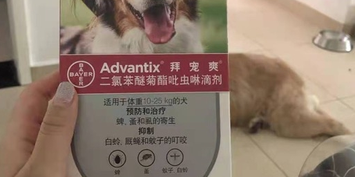 狗狗体外驱虫药推荐