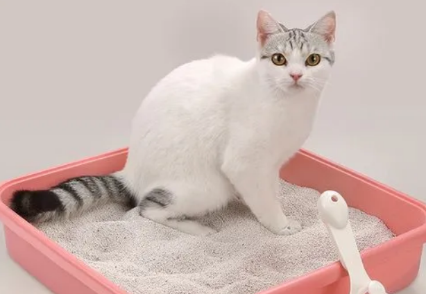 猫砂是怎么做成的