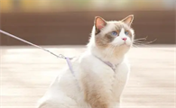 怎样给猫咪戴牵引绳