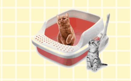 猫砂应该多久换一次