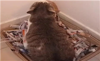 简易猫砂制作