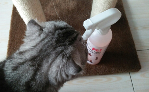 消毒液猫咪能闻吗